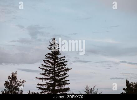 Coucher de soleil avec grands arbres d'épinette et de bouleau et ciel spectaculaire. Chaude soirée d'été Banque D'Images