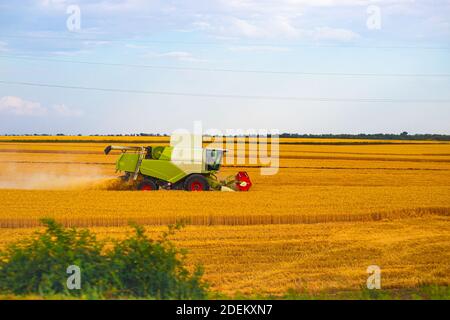 La récolteuse récolte du blé mûr dans les champs, l'agriculture, les étendues russes, la récolte du pain. Banque D'Images