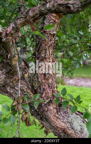 L'écorce d'un bouleau noir mature Betula nigra. Banque D'Images