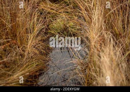 Herbe sauvage jaune poussant dans le marais d'eau. Fleurs sauvages jaunes sur fond marécageux. Arrière-plan bokeh. Gros plan Banque D'Images