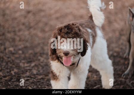 Un adorable chiot de labradoodle moelleux debout dans un parc pour chiens Banque D'Images