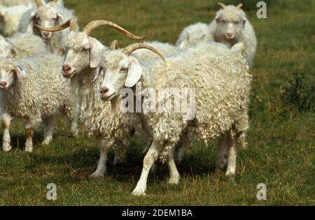 Chèvre angora, race produisant laine mohair. Banque D'Images