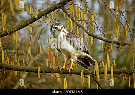 Buzzard commun, buteo buteo, adulte debout sur la branche, Normandie Banque D'Images