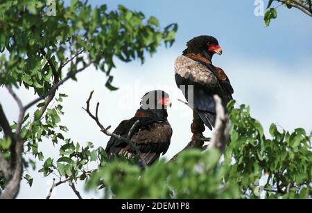 Bateleur Eagle, terathopius ecaudatus, paire debout dans l'arbre, Namibie Banque D'Images