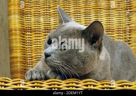 Chat domestique lilas birman, adulte dans le panier Banque D'Images