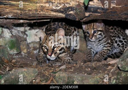 L'ocelot, leopardus pardalis, Femme avec Cub Banque D'Images