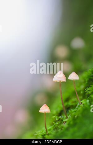 Trois champignons dans la forêt sur un tronc d'arbre Banque D'Images