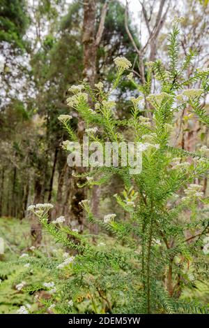 Un gros plan d'une Cassinia brillante (Cassinia longifolia) dans une forêt de brousse près des chutes d'Ellenborough, Nouvelle-Galles du Sud, Australie Banque D'Images