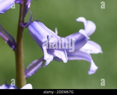 DAS Atlantische Hasengloeckchen, jacinthoides non-scripta, auch Englisches Hasengloeckchen, ist eine frueh bluehende Zwiebelpflanze mit bluauen Blue Banque D'Images