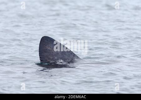 1 - profil latéral détaillé d'une nageoire dorsale de requin pèlerin parmi l'eau de mer écossaise surmoulée grise au large de la rive de l'île de raasay. Couper l'eau. Banque D'Images