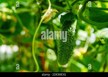 jeunes concombres de pickle accrochés à la vigne en serre sous la lumière du soleil Banque D'Images