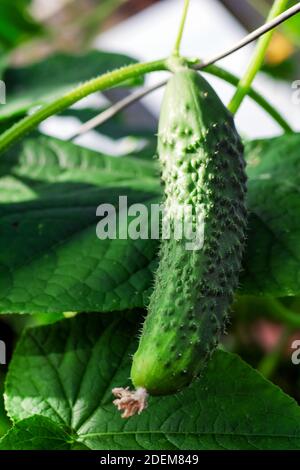 jeune pickle suspendu sur la vigne en serre sous la lumière du soleil Banque D'Images