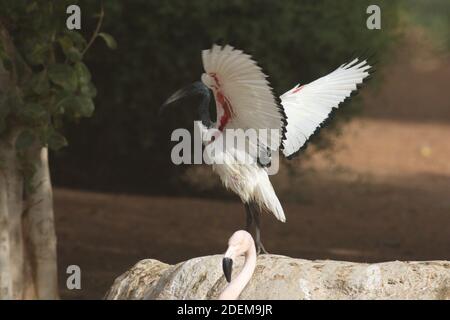 Les ibises sont un groupe d'oiseaux à longues pattes de la famille des Threskiornithidae, Banque D'Images