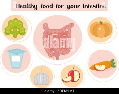 Une alimentation saine pour vos intestins. Concept de nourriture et de vitamines, médecine, prévention des maladies du système digestif. Illustration vectorielle Illustration de Vecteur