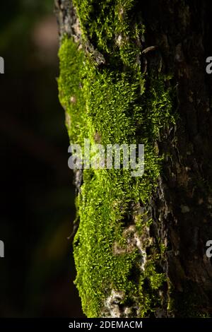 mousse verte poussant sur l'écorce d'arbre Banque D'Images