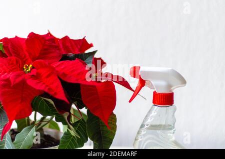 Femmes tenant des fleurs de poinsettia. Ambiance de rêve festive Banque D'Images