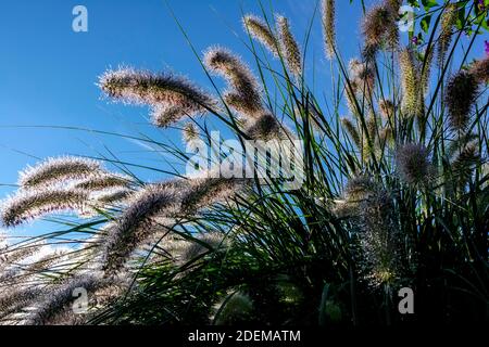 Herbe ornementale dans le soleil monant jardin moderne herbes Feathertop Fontaine Grass, Cenchrus Banque D'Images