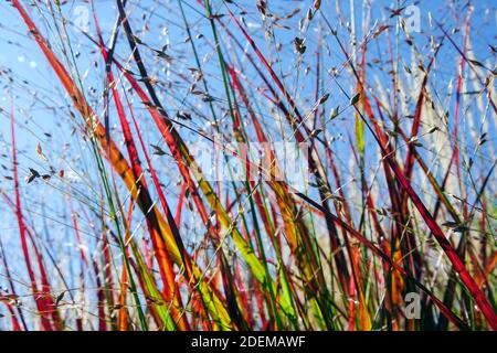 Herbes de jardin modernes herbe ornementale contre ciel bleu Panicum virgatum 'Shenandoah' Rouge Switch Grass Banque D'Images