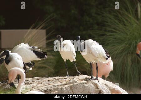 Les ibises sont un groupe d'oiseaux à longues pattes de la famille des Threskiornithidae, Banque D'Images