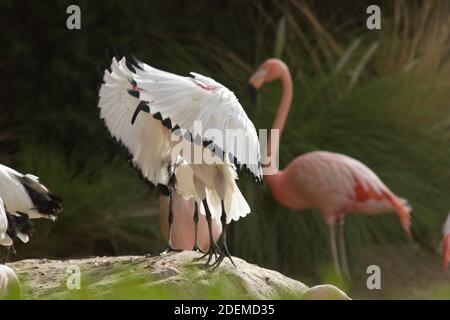Les ibises sont un groupe d'oiseaux à longues pattes de la famille des Threskiornithidae, Banque D'Images
