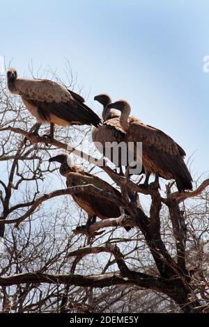 Cape Vautour ou Cape griffon (Gyps coprotheres), Hoedspruit Endangered Species Centre, Afrique du Sud Banque D'Images