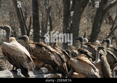 Cape Vautour ou Cape griffon (Gyps coprotheres), Hoedspruit Endangered Species Centre, Afrique du Sud Banque D'Images