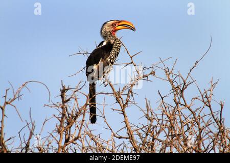 Calao à bec jaune (Tockus leucomelas), Kruger National Park, Afrique du Sud Banque D'Images