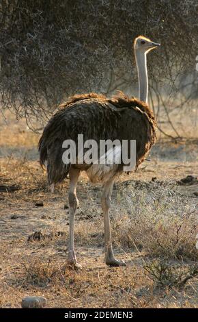 Autruche commune (Struthio camelus), Parc national Kruger, Afrique du Sud Banque D'Images