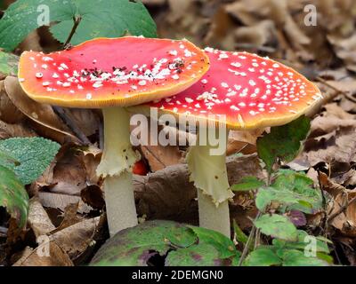 Fly agaric (Amanita muscaria), Blean Woods, Kent UK, image de mise au point empilée Banque D'Images