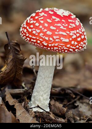 Fly agaric (Amanita muscaria), Blean Woods, Kent UK, image de mise au point empilée Banque D'Images