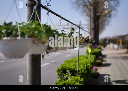 Pots de fleurs sur le poteau de feu de rue dans le ville Banque D'Images