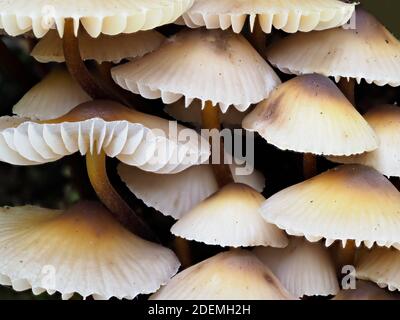 Gros plan du champignon du capot groupé (Mycena inclinata) montrant les branchies sous les branchies, East Blean Woodlands, Kent UK, image de mise au point empilée Banque D'Images