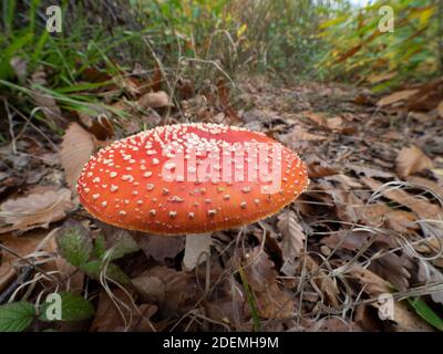 Champignons agariques de mouche (Amanita muscaria), East Blean Woodlands, Kent UK, tir grand angle Banque D'Images