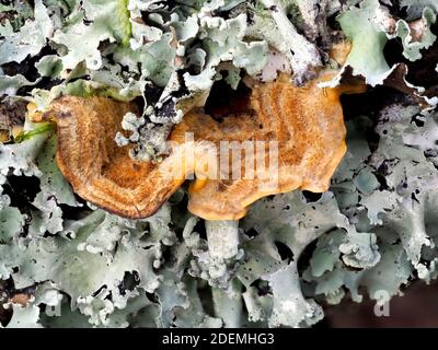 Champignons de Stereum poilus, (Seereum hirsutum), Dering Woods, Kent UK, image de foyer empilée, fausse queue de dinde, croûte de rideau poilue Banque D'Images