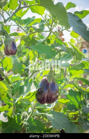 Abondance de grosses aubergines noires de beauté prêtes à récolter dans le jardin de l'arrière-cour au Texas, États-Unis Banque D'Images