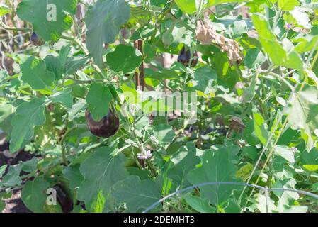 Abondance de grosses aubergines noires de beauté prêtes à récolter dans le jardin de l'arrière-cour au Texas, États-Unis Banque D'Images