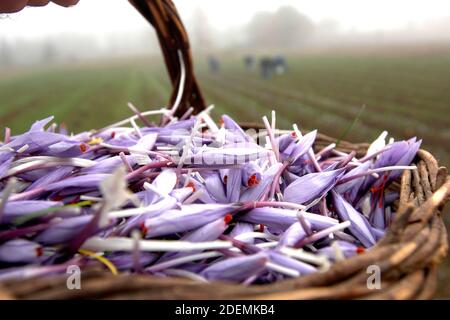 Le safran italien appelé Zafferano di Navelli dans la province de l'Aquila dans la région des Abruzzes en Italie centrale. Banque D'Images