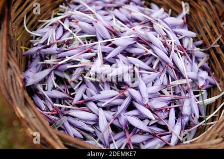 Panier en osier de safran italien appelé Zafferano di Navelli in La province de l'Aquila dans la région des Abruzzes du centre Italie Banque D'Images