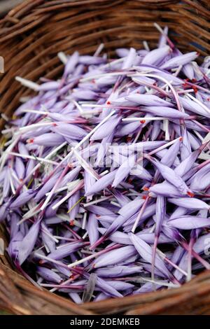 Panier en osier de safran italien appelé Zafferano di Navelli in La province de l'Aquila dans la région des Abruzzes du centre Italie Banque D'Images