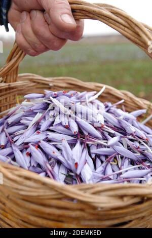 Panier en osier de safran italien appelé Zafferano di Navelli in La province de l'Aquila dans la région des Abruzzes du centre Italie Banque D'Images