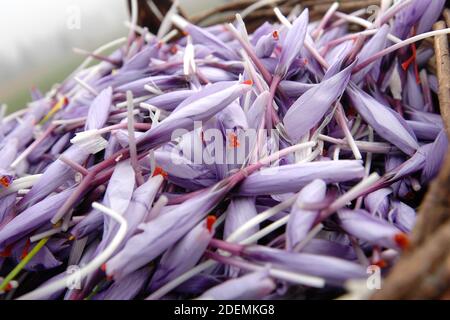 Panier en osier de safran italien appelé Zafferano di Navelli in La province de l'Aquila dans la région des Abruzzes du centre Italie Banque D'Images