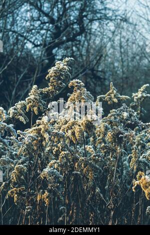 Plantes en or dépoli dans un jardin dense et abandonné Banque D'Images