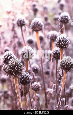 Les têtes de fleurs sèches de conefères couvertes de neige fraîche au début jours d'hiver dans le jardin Banque D'Images