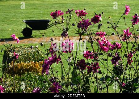 Été août brouette jardin brouette anémone japonaise jardin jardinage à la fin de l'été Banque D'Images