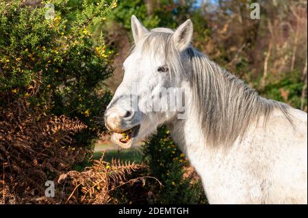 Godshill, Fordingbridge, New Forest, Hampshire, Royaume-Uni, 1er décembre 2020, Météo : soleil éclatant le premier jour de l'hiver météorologique. Un poney blanc de la Nouvelle forêt se fond dans son régime quotidien de buisson de gorge pickly, y compris les fleurs. Crédit : Paul Biggins/Alamy Live News Banque D'Images