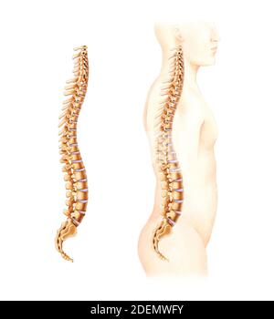 anatomie des disques spinaux et lombaires Banque D'Images