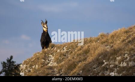 Tatra chamois debout sur les montagnes en automne nature Banque D'Images