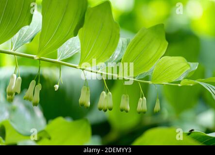 Bell-shaped, green flowers Polygonatum hybridum (Solomon's Seal). Also known as Polygonatum multiflorum Stock Photo