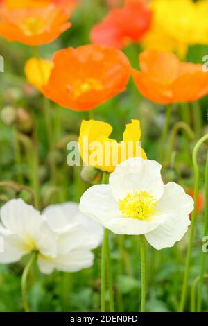 Papaver nudicaule Gartenzwerg Groupe de pavot islandais. Papaver nudicaule.Papaver nudicaule Garden Gnome Group. Papaver orientale 'Gnome de jardin' Banque D'Images