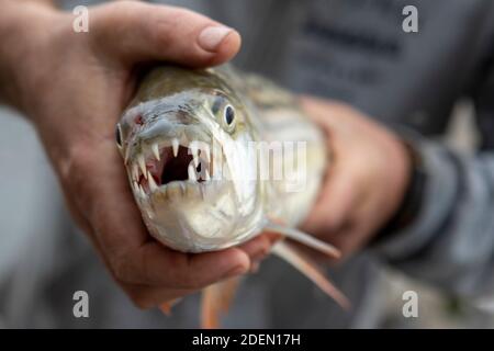 Hands holding Tiger Fish with mouth full of sharp teeth. Just caught it in Zambesi River between Zimbabwe and Zambia not far from Mozambique. 2020 Stock Photo